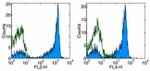 CD27 Antibody in Flow Cytometry (Flow)