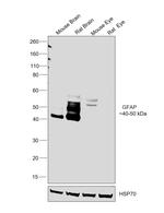 GFAP Antibody in Western Blot (WB)