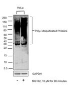 Ubiquitin Antibody in Western Blot (WB)