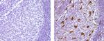 Mouse IgG (H+L) Secondary Antibody in Immunohistochemistry (Paraffin) (IHC (P))