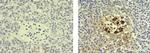 Mouse IgG (H+L) Secondary Antibody in Immunohistochemistry (Paraffin) (IHC (P))