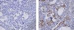 Mouse IgG (H+L) Secondary Antibody in Immunohistochemistry (Paraffin) (IHC (P))