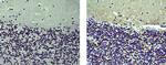 Mouse IgG (H+L) Secondary Antibody in Immunohistochemistry (Paraffin) (IHC (P))