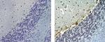 Mouse IgG (H+L) Secondary Antibody in Immunohistochemistry (Paraffin) (IHC (P))