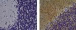 Mouse IgG (H+L) Secondary Antibody in Immunohistochemistry (Paraffin) (IHC (P))