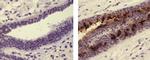 Mouse IgG (H+L) Secondary Antibody in Immunohistochemistry (Paraffin) (IHC (P))