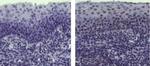 Armenian Hamster IgG (H+L) Secondary Antibody in Immunohistochemistry (Paraffin) (IHC (P))