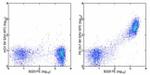 Phycoerythrin Antibody in Flow Cytometry (Flow)