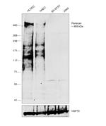 Perlecan Antibody in Western Blot (WB)