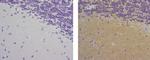 Mouse IgG1 kappa Isotype Control in Immunohistochemistry (Paraffin) (IHC (P))