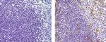 Mouse IgG2b kappa Isotype Control in Immunohistochemistry (Paraffin) (IHC (P))