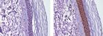 Mouse IgG2b kappa Isotype Control in Immunohistochemistry (Paraffin) (IHC (P))