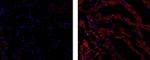 Connexin 43 Antibody in Immunohistochemistry (Frozen) (IHC (F))