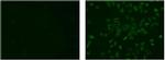 Rat IgG (H+L) Secondary Antibody in Immunocytochemistry (ICC/IF)