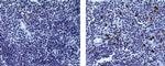 Rat IgG (H+L) Secondary Antibody in Immunohistochemistry (Paraffin) (IHC (P))