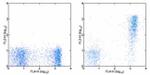 Ea52-68 peptide bound to I-Ab Antibody in Flow Cytometry (Flow)