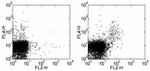 CD357 (AITR/GITR) Antibody in Flow Cytometry (Flow)