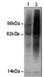 Ubiquitin Antibody in Western Blot (WB)