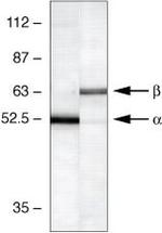 CaMKII alpha Antibody in Western Blot (WB)