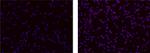 IL-37 Antibody in Immunocytochemistry (ICC/IF)