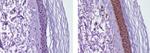 IL-38 Antibody in Immunohistochemistry (Paraffin) (IHC (P))