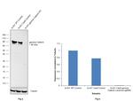 gamma Catenin Antibody