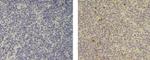 AIRE Antibody in Immunohistochemistry (Paraffin) (IHC (P))