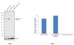 alpha Catenin Antibody in Western Blot (WB)