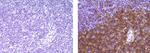 CD4 Antibody in Immunohistochemistry (Paraffin) (IHC (P))