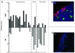 CD11c Antibody in Immunocytochemistry (ICC/IF)