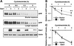 Amyloid Precursor Protein Antibody in Western Blot (WB)