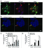 Amyloid Precursor Protein Antibody in Immunocytochemistry (ICC/IF)