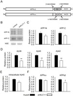 Amyloid Precursor Protein Antibody in Western Blot (WB)