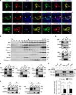 Amyloid Precursor Protein Antibody in Western Blot, Immunocytochemistry, Immunoprecipitation (WB, ICC/IF, IP)