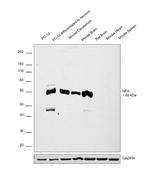 NEFL Antibody