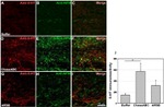 NEFM Antibody in Immunohistochemistry (IHC)