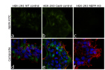 NEFM Antibody in Immunocytochemistry (ICC/IF)