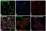 NEFM Antibody in Immunocytochemistry (ICC/IF)