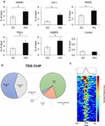 TDG Antibody in ChIP Assay (ChIP)