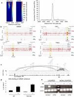 TDG Antibody in ChIP Assay (ChIP)