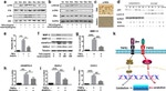 ADAMTS4 Antibody in Western Blot (WB)