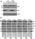 SP1 Antibody in Western Blot (WB)