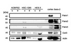 Pannexin 3 Antibody in Western Blot (WB)