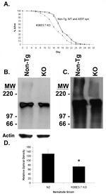 Ubiquitin Antibody in Western Blot (WB)