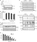 Ubiquitin Antibody in Western Blot (WB)