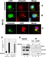 Ubiquitin Antibody in Western Blot, Immunocytochemistry (WB, ICC/IF)