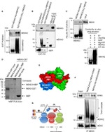 Ubiquitin Antibody in Western Blot (WB)