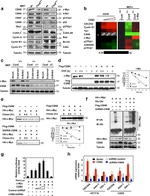 Ubiquitin Antibody in Western Blot (WB)