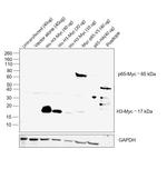 c-Myc Antibody