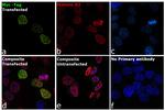 c-Myc Antibody in Immunocytochemistry (ICC/IF)